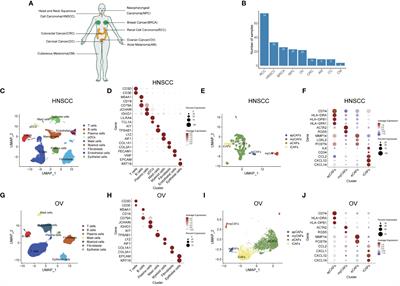 A pan-cancer single-cell transcriptional analysis of antigen-presenting cancer-associated fibroblasts in the tumor microenvironment